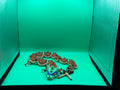 Articulated Leonardo-Inspired Ninja Turtle Dragon – 3D Printed Flexible Warrior Dragon Collectible Display Piece 🐢🐉
